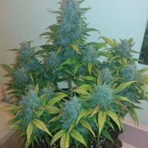 Afghan Kush Auto feminizowane nasiona marihuany – gęste, żywiczne topy o typowej strukturze kush.