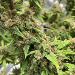 Green Poison XL Auto