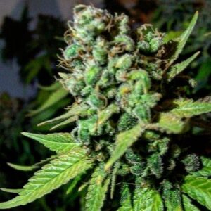 Big Bud Fast Version