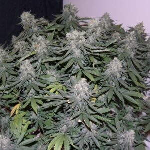 Blueberry Lemon Fast Version