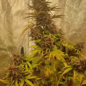 Cream Mandarine Fast Version