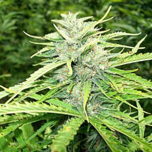 White Russian Fast Version