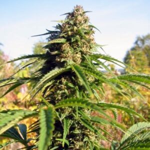 Amnesia Kush Fast Version