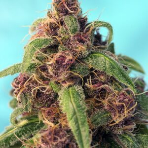 Red Mandarine Fast Version