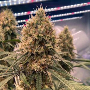 Bruce Banner Fast Version