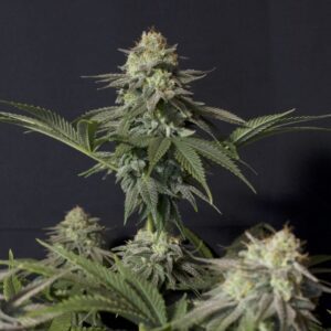 Orange Sherbet Fast Version