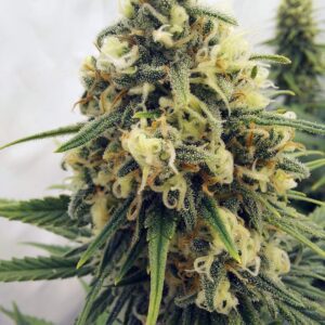 Green Poison Fast Version