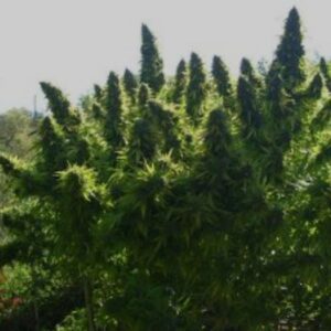 Jack Herer Fast Version