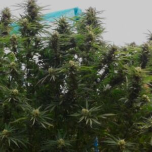 Super Skunk Fast Version