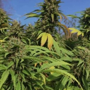 Lemon Haze Fast Version roślina marihuany szybkie kwitnienie cytrusowe żywiczne topy