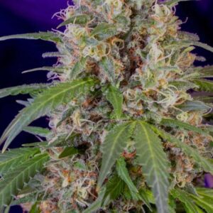 Crystal Candy Fast Version