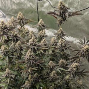 Permanent Marker Auto