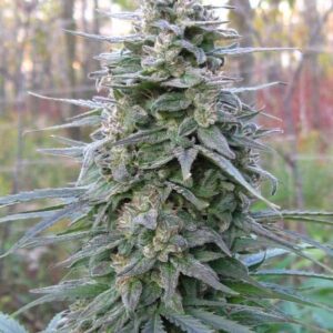 Leda Uno x Hindu Kush