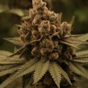 Gary Payton Auto kwitnące kwiaty feminizowane nasiona marihuany automat autoflower 50 Indica 50 Sativa