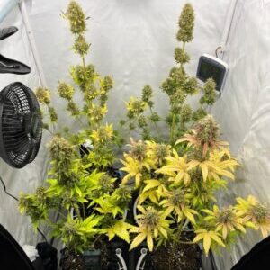 Deep Jealousy Auto nasiona marihuany automat – gęsta, żywiczna roślina w fazie kwitnienia.