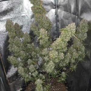 Rainbow Sherbert Auto roślina – nasiona marihuany automat, zwarta struktura i żywiczne kwiaty.