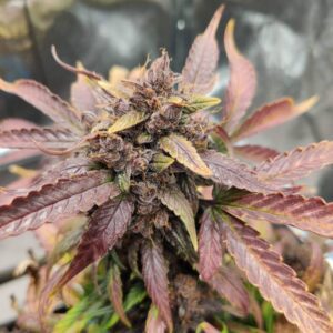 Blackberry Moonrocks Auto kwitnąca roślina – gęste topy pokryte żywicą, odmiana autoflower o jagodowym aromacie i wysokim THC