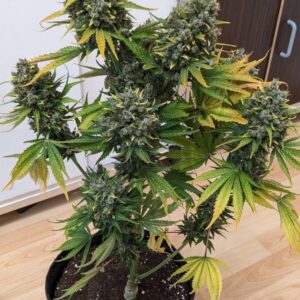 nasiona automatyczne Auto Love Affair roślina w kwitnieniu