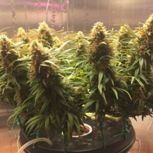 nasiona marihuany Big Bazooka indoor feminizowane – wysoki plon, mocna odmiana do uprawy w domu