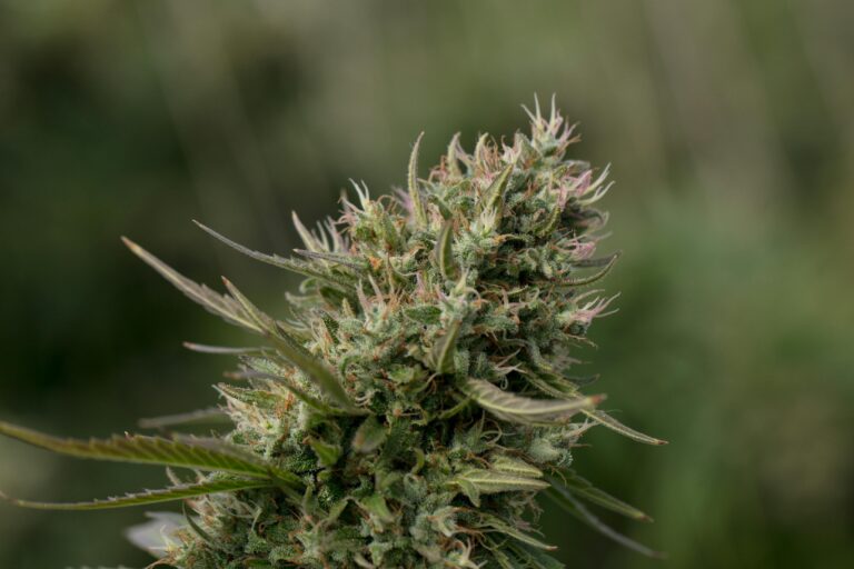 Szczyt rośliny marihuany outdoor w fazie kwitnienia pokryty żywicą i białymi włoskami