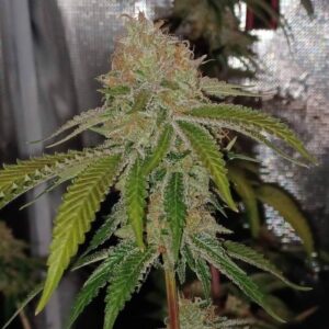 Cereal Milk nasiona marihuany feminizowane Babcia Ganja Seeds hybryda Indica Sativa słodki mleczny aromat THC 23-30% indoor outdoor