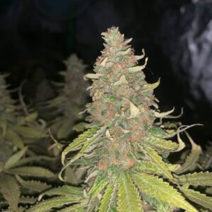 Nasiona marihuany Purple Punch indoor z widoczną strukturą i ciemnym ubarwieniem