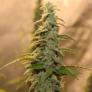 AMNESIA LEMON AUTO – nasiona marihuany automatyczne