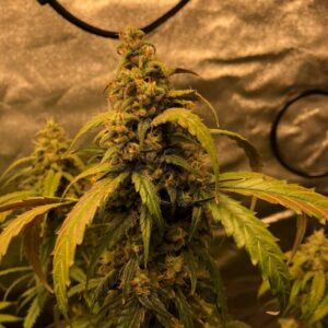 Nasiona marihuany Black Jack Auto - Ziarenka konopi z intensywnym aromatem i dużymi plonami