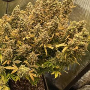 Critical Kush nasiona marihuany indica OG Kush x Critical Mass