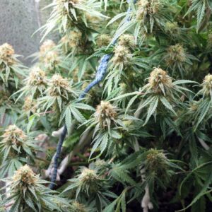 Delahaze Babcia Ganja Seeds roślina marihuany Sativa topy żywica