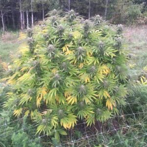 Frisian Dew nasiona outdoor odporna odmiana o wysokim plonie Babcia Ganja Seeds