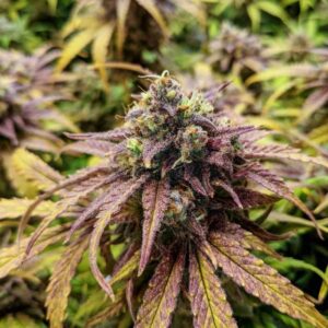 marihuana nasiona odmiana Gorilla Cookies Auto roślina autoflower z gęstymi żywicznymi topami i wysoką zawartością THC