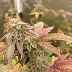 Nasiona marihuany Gorilla Glue #4 Fast Version – żywiczna odmiana o intensywnym aromacie diesel i czekolady