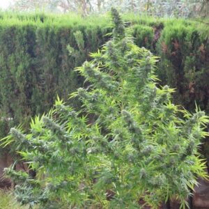 Kritikal-K feminizowane nasiona marihuany gęste żywiczne topy odmiany Indica Sativa Babcia Ganja Seeds