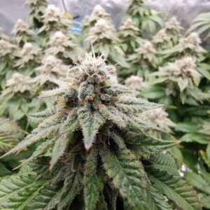 LSD nasiona marihuany feminizowane Babcia Ganja Seeds