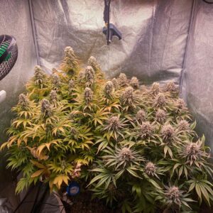 Bubblegum – odmiana konopi o słodkim zapachu gumy balonowej