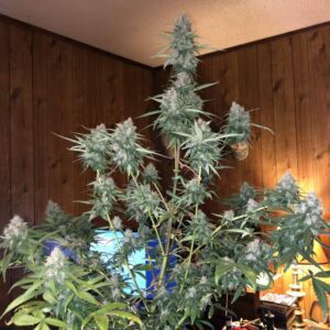 gelato auto babcia ganja seeds kwitnąca roślina autoflowering nasiona marihuany automatyczne