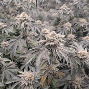 Peanut Butter Breath nasiona marihuany feminizowane Babcia Ganja Seeds hybryda Indica Sativa orzechowy ziemisty aromat THC 20-28% indoor outdoor