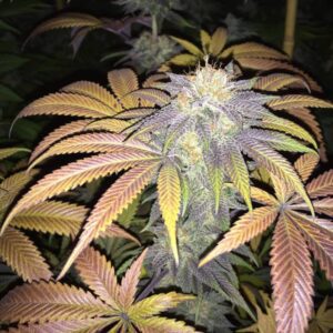 Nasiona marihuany automatyczne i feminizowane w kolekcji odmian konopi