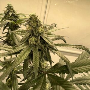 Apples & Bananas nasiona marihuany feminizowane Babcia Ganja Seeds hybryda Indica Sativa owocowy aromat jabłko banan THC 23-30% indoor outdoor