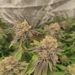 Nasiona marihuany Cherry Pie na zbliżeniu, widoczna struktura i kolor łupiny