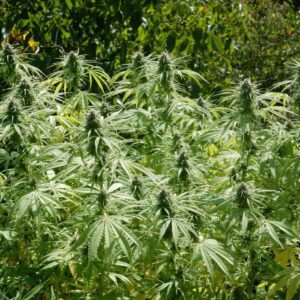 Roślina marihuany Hollands Hope o zwartej budowie Indica, z gęstymi kwiatami i żywiczną strukturą w uprawie outdoor.