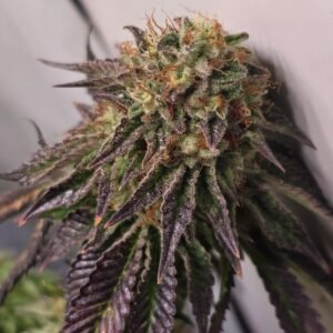 nasiona marihuany ice cream cake zbliżenie na szczyt marihuany o pięknej strukturze i fenotpie