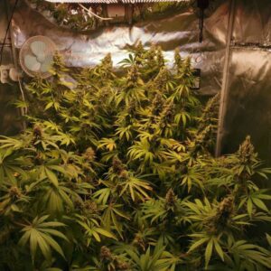 Jamaican Pearl feminizowane nasiona marihuany Sativa Babcia Ganja Seeds żywiczne topy