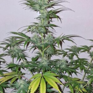 Mimosa x Orange Punch Auto to cytrusowa odmiana autoflower o wysokim THC, znana z intensywnego aromatu pomarańczy i szybkiego cyklu wzrostu.