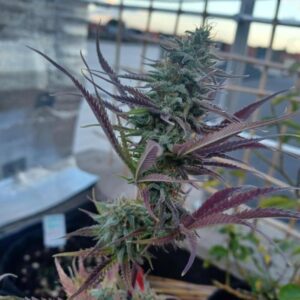 nasiona marihuany sour diesel auto autoflower diesel cytrusowa babcia ganja seeds