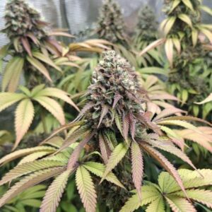 Nasiona marihuany Sweet Mandarine Zkittlez Fast Version outdoor o jasnej barwie i wyraźnej strukturze