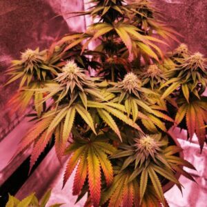 nasiona marihuany tropicana cookies cytrusowa odmiana słodka babcia ganja seeds