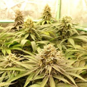 nasiona marihuany pineapple express ananasowa odmiana sativa babcia ganja seeds