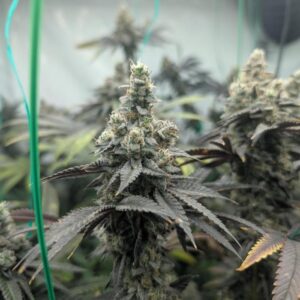 Roślina Purple Punch Fast Version o gęstej strukturze kwiatów, pokryte żywicą, z wyraźnymi fioletowymi odcieniami i zielonymi liśćmi.